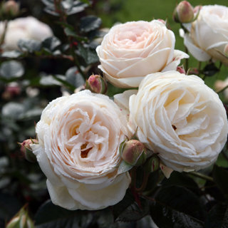 Blommande ros Artemis®