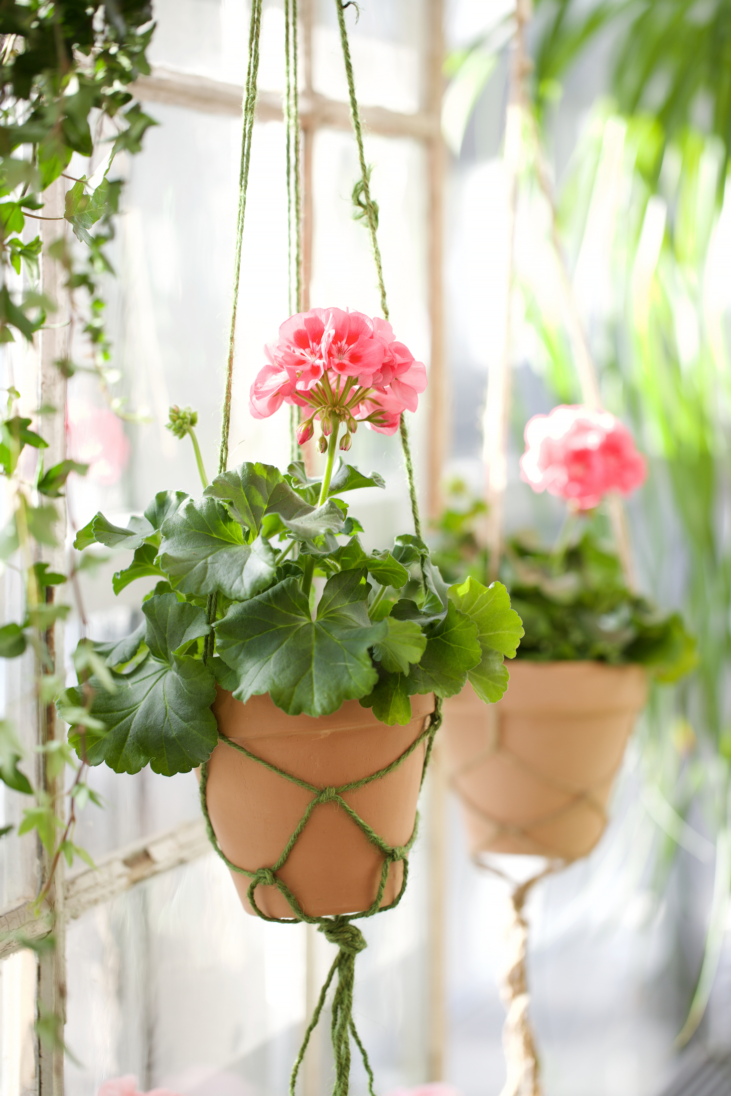 Hängande terrakottakruka med rosa pelargon vid ett solbelyst fönster.