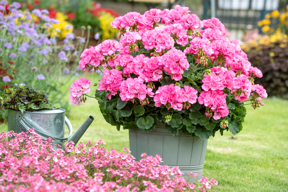 En blomkruka med frodiga, rosa blommor står på en gräsmatta. Brevid krukan finns en grön vattenkanna. I bakgrunden syns fler färgglada blommor.