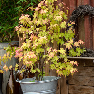 Japansk lönn - vackrast av alla lönnar