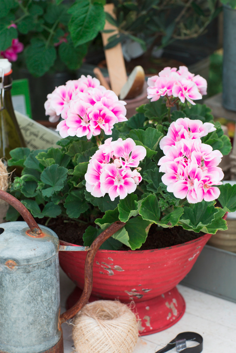 Rosa pelargoner i en röd kruka, omgivna av en vattenkanna, snöre och sekatör.