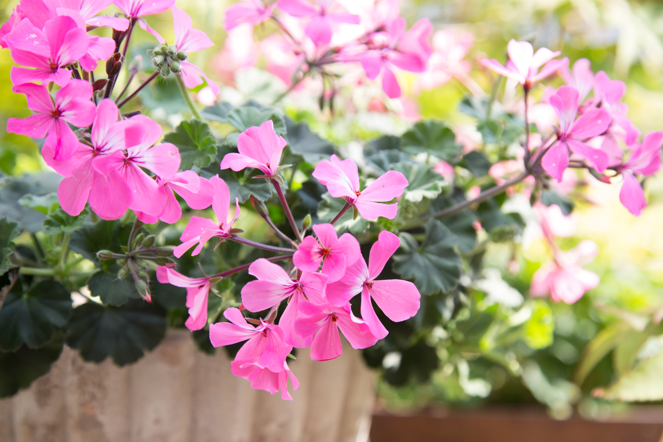 Rosa pelargoner i en kruka med gröna blad i bakgrunden.