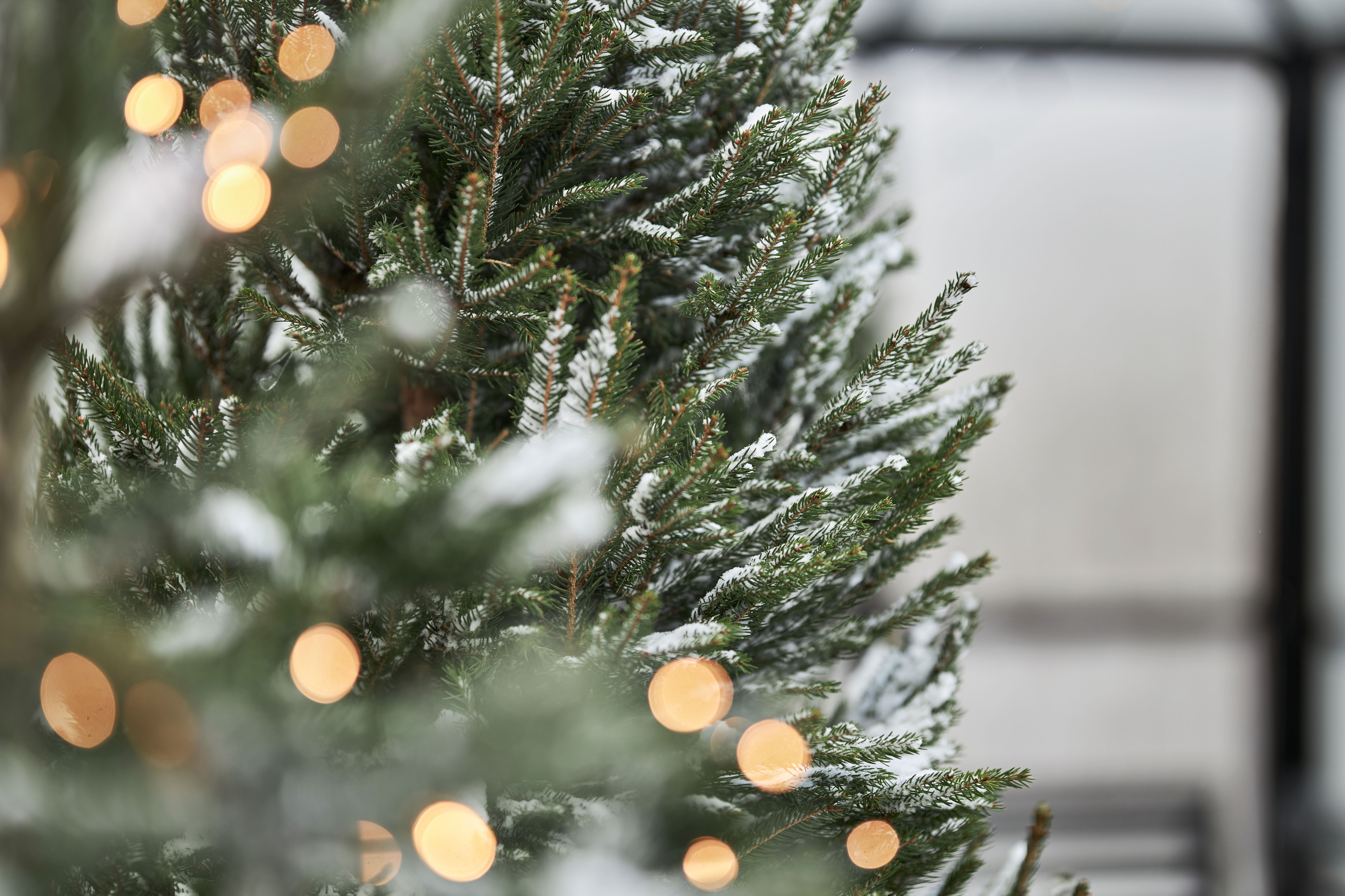 Blomsterlandet Julgran 2025 Tildy Gilligan