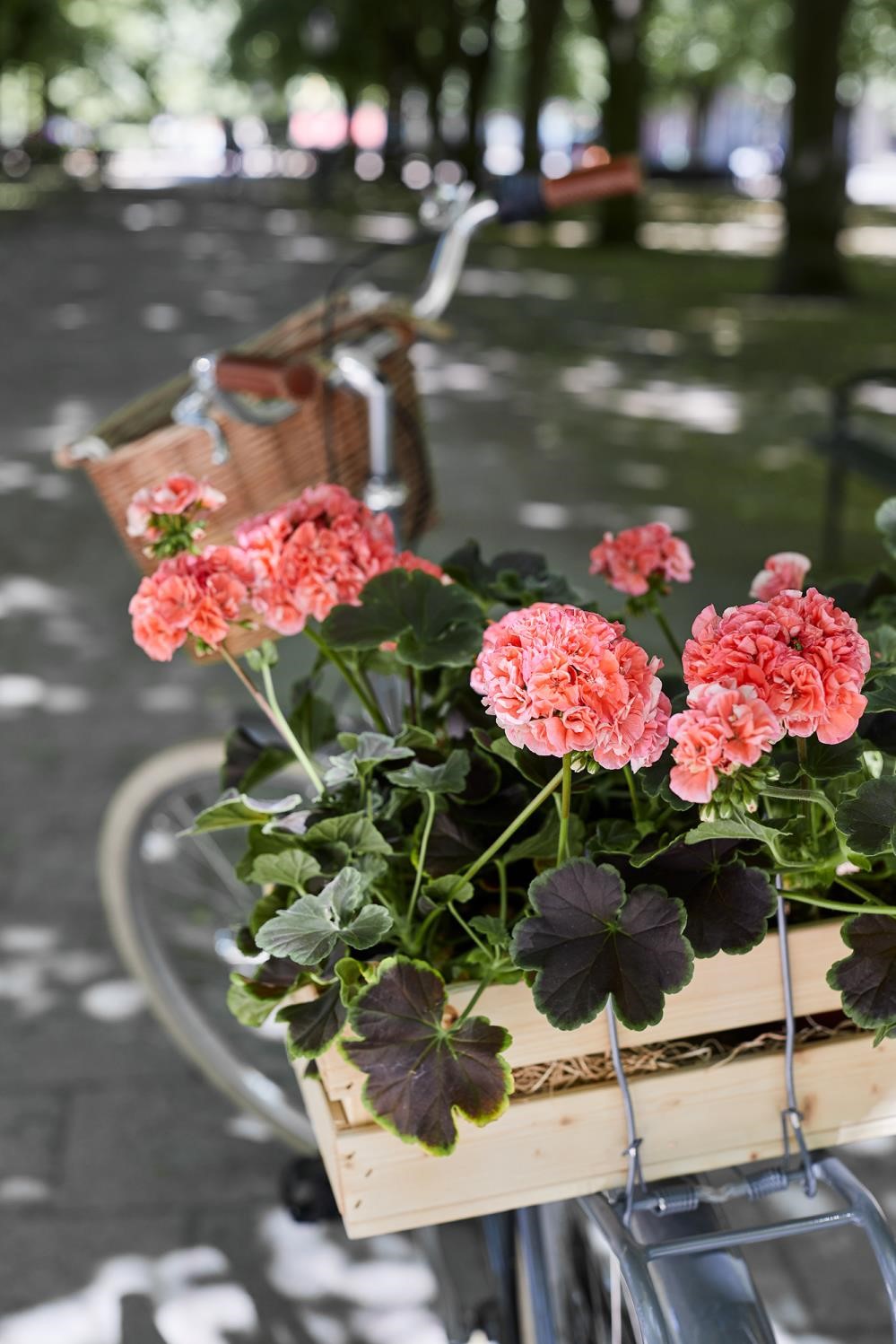 En cykel med en trälåda fylld med rosa pelargoner på pakethållaren, står på en skuggig gångväg omgiven av träd.