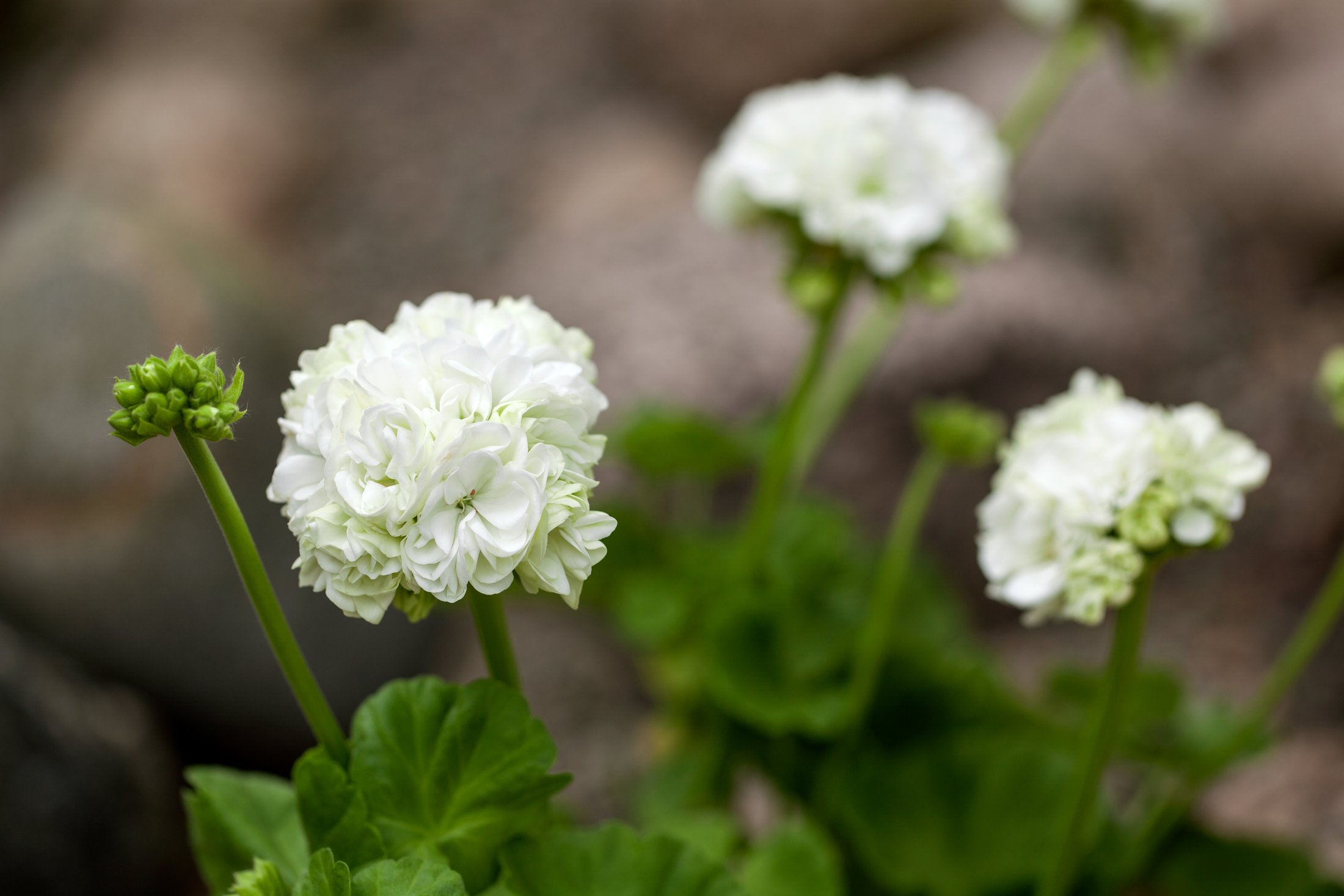 Vita pelargonblommor med gröna blad i fokus, suddig bakgrund.