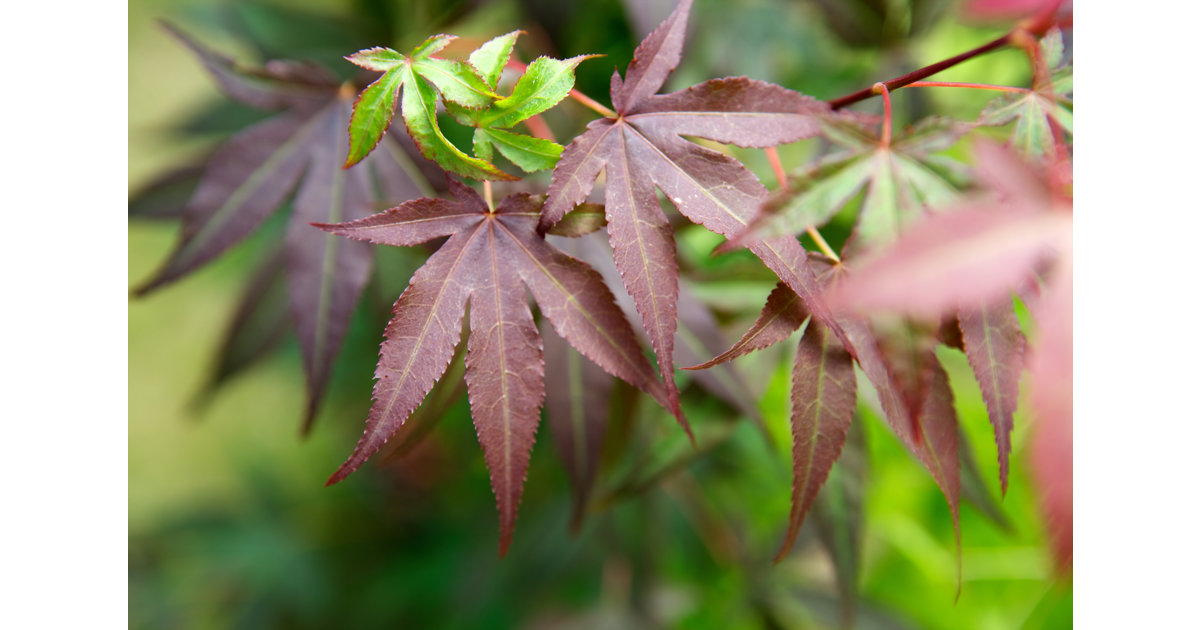 Japansk lönn - vackrast av alla lönnar