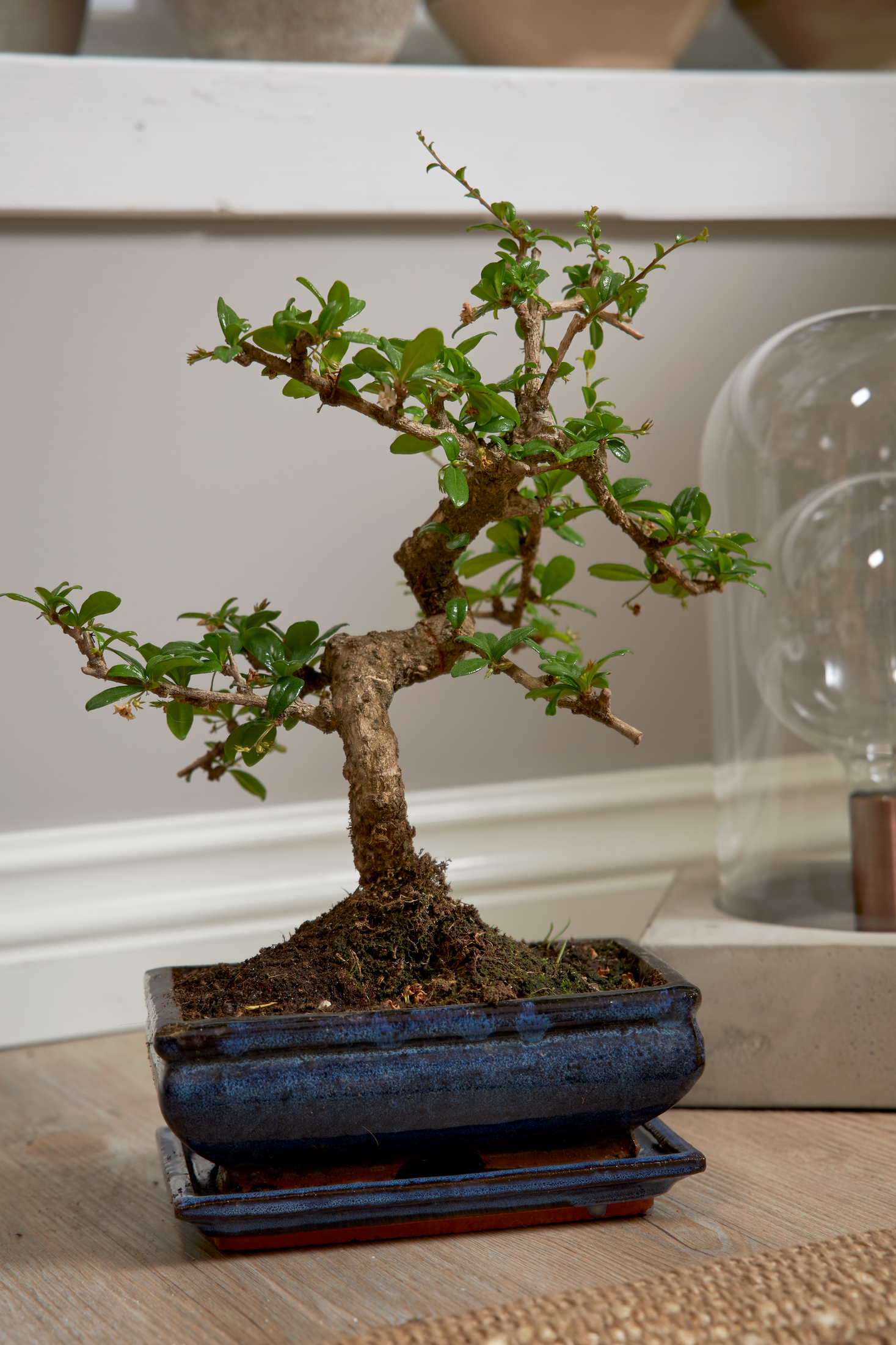Bonsaitrd  liten bonsai i kruka | Blomsterlandet