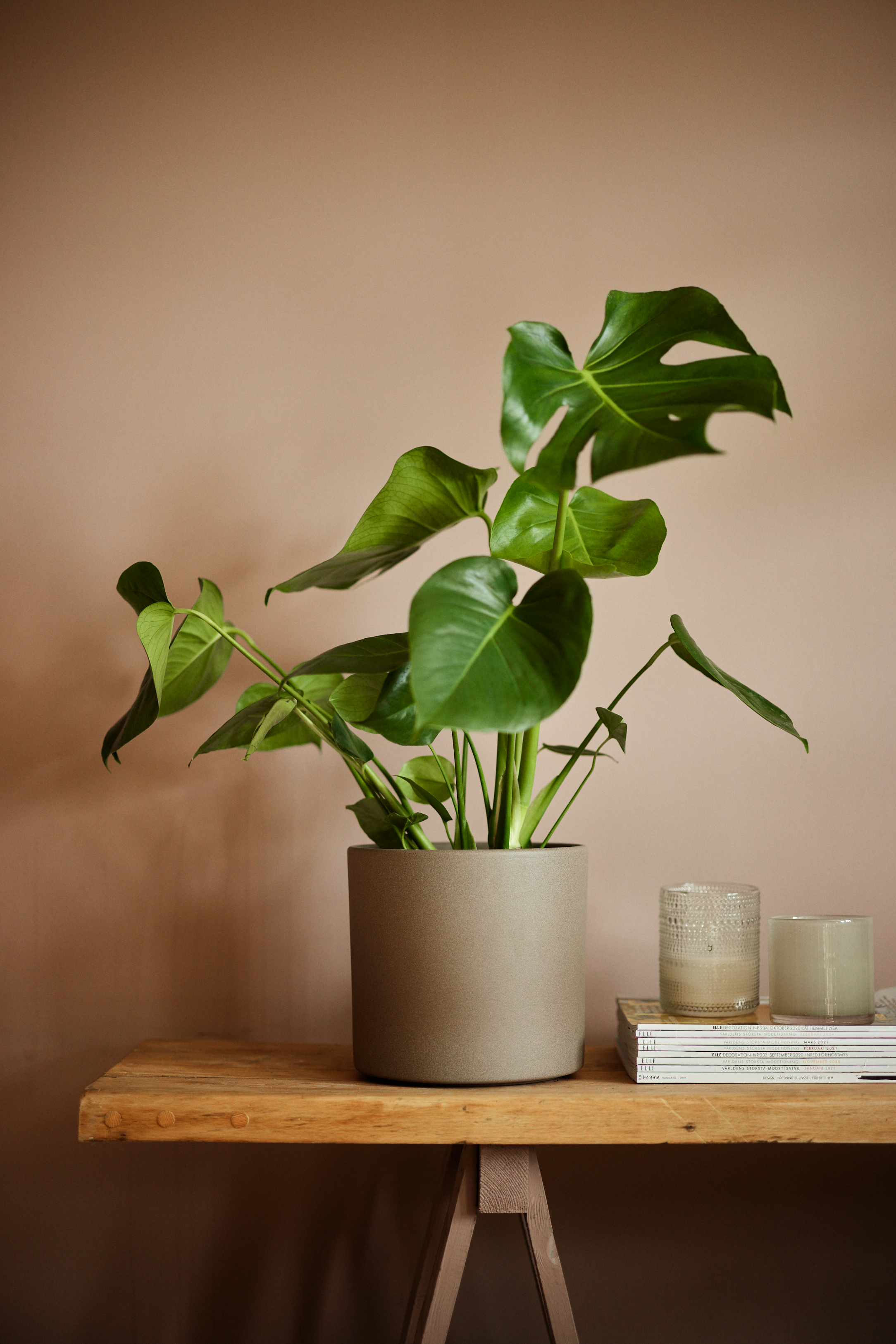 philodendron bipennifolium aurea Philodendron Bipennifolium Aurea 6