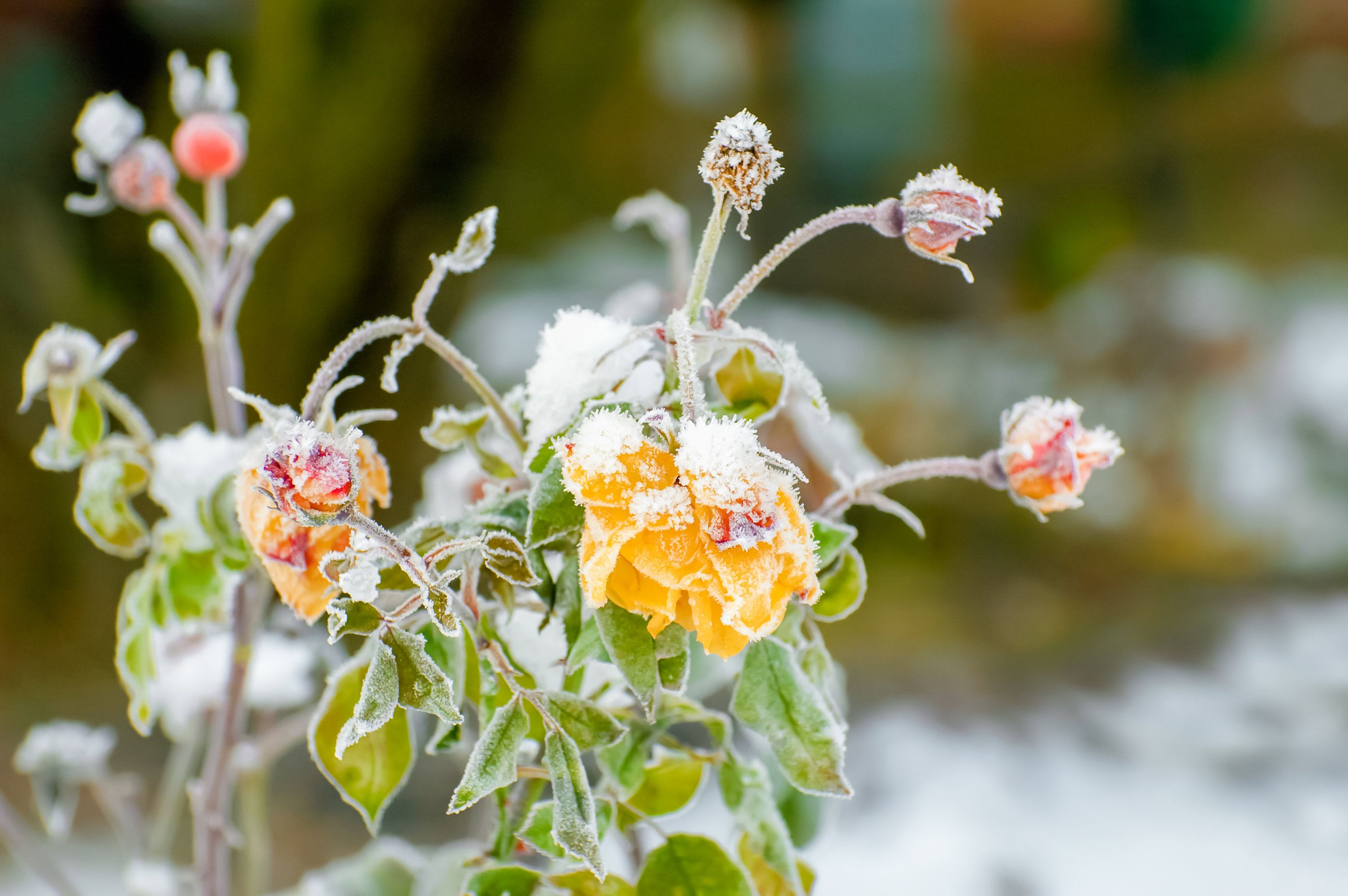 Ta hand om rosorna inför vintern