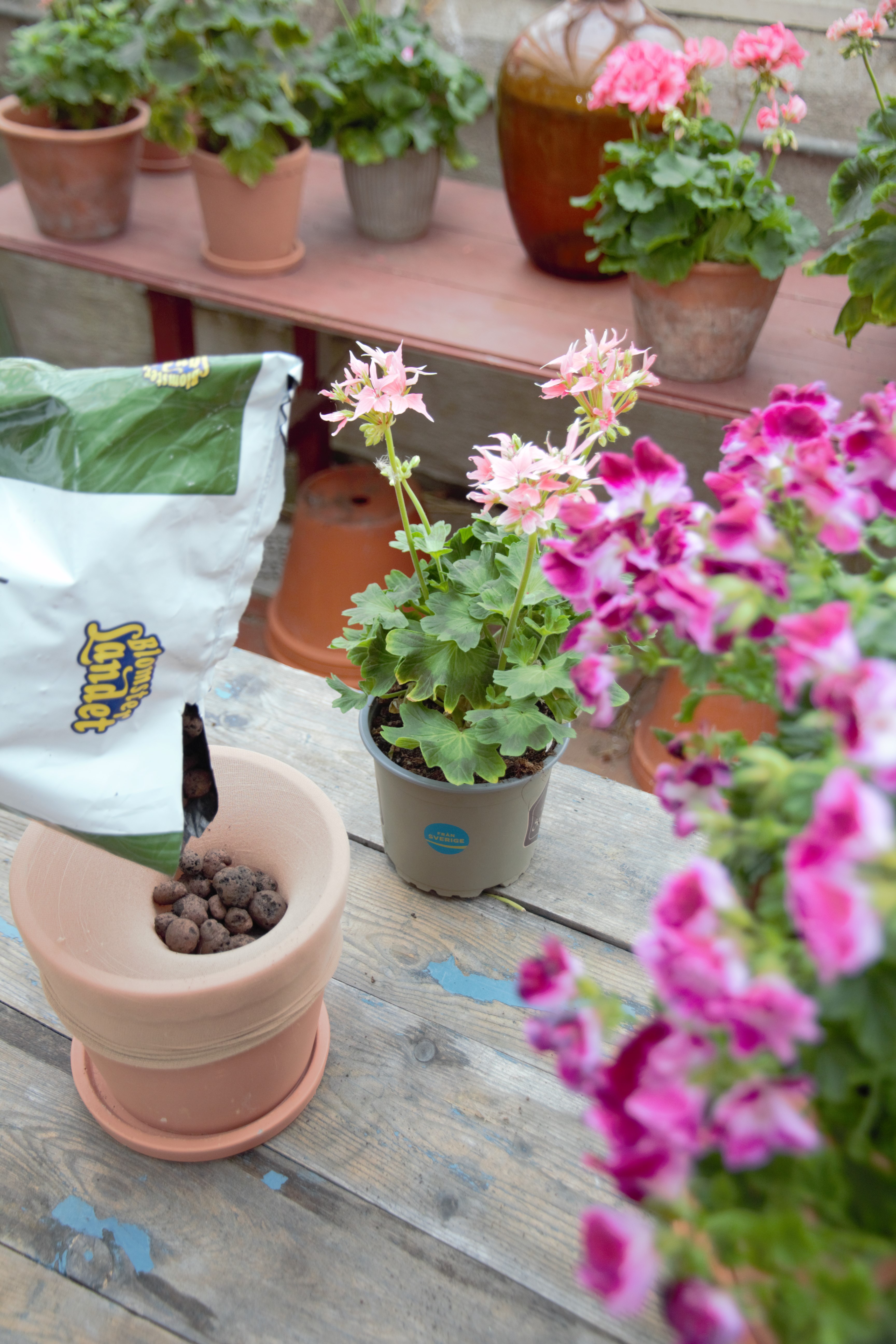 Kruka med lecakulor, blomjord i en säck och pelargoner på ett träbord.