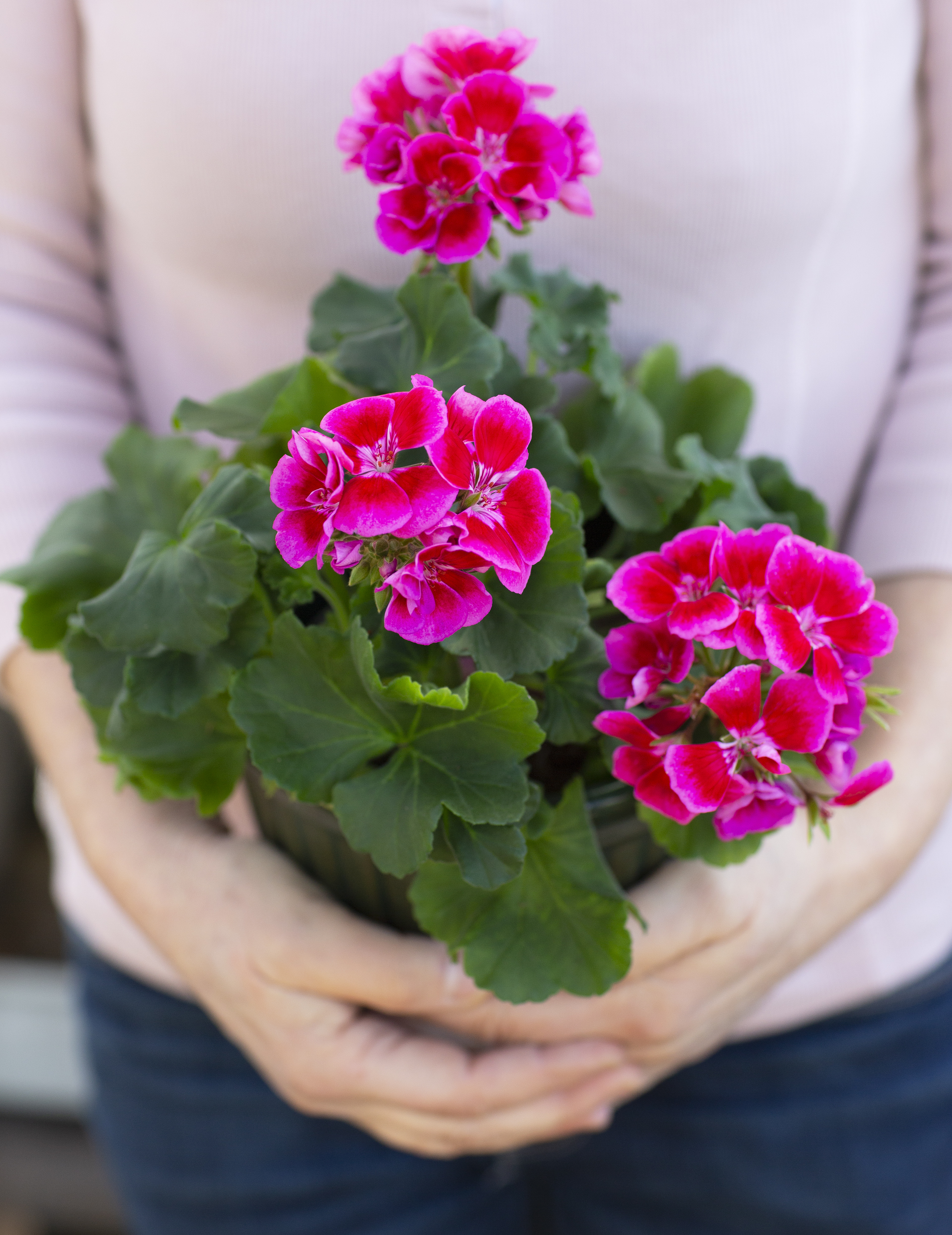 En person håller en krukväxt med rosa pelargonblommor och gröna blad.