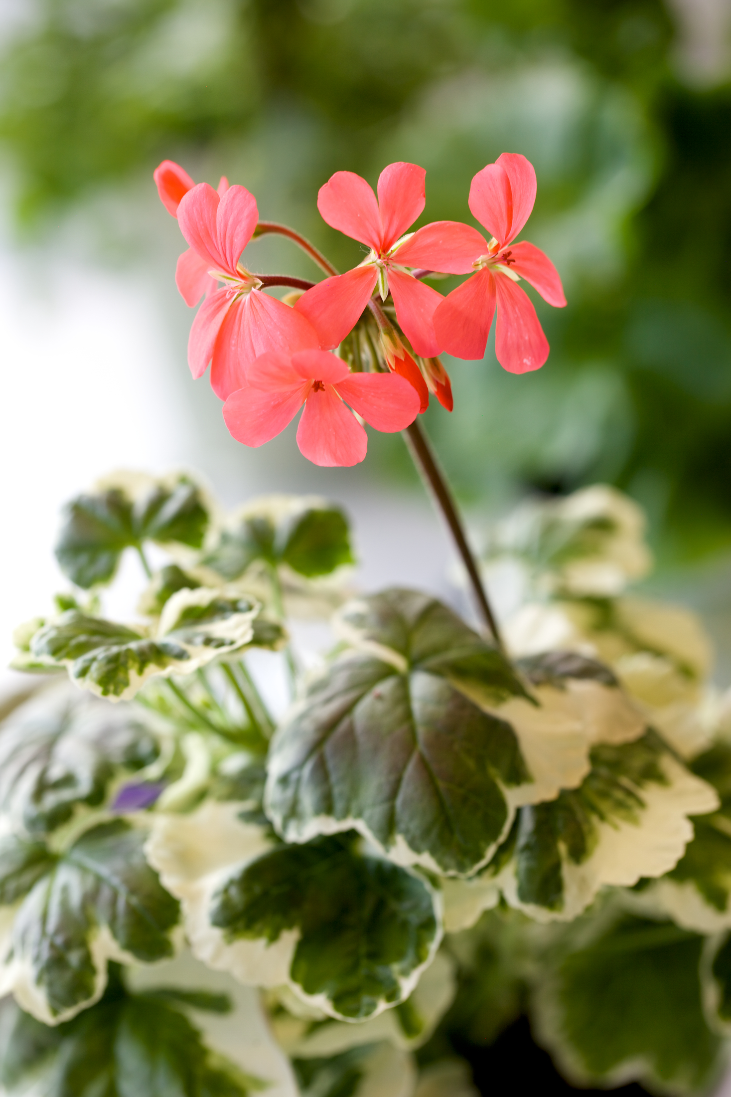 Närbild på en blommande pelargon med rosa blommor och gröna, vita blad.