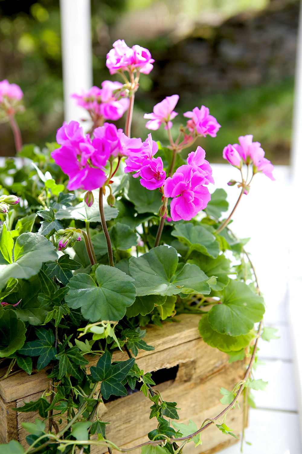 En träkruka innehållande blommande rosa pelargoner och grön murgröna, med suddig bakgrund av trädgård.