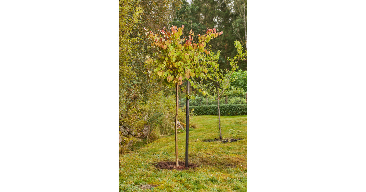 Prydnadsträd - plantera ditt träd så här | Blomsterlandet