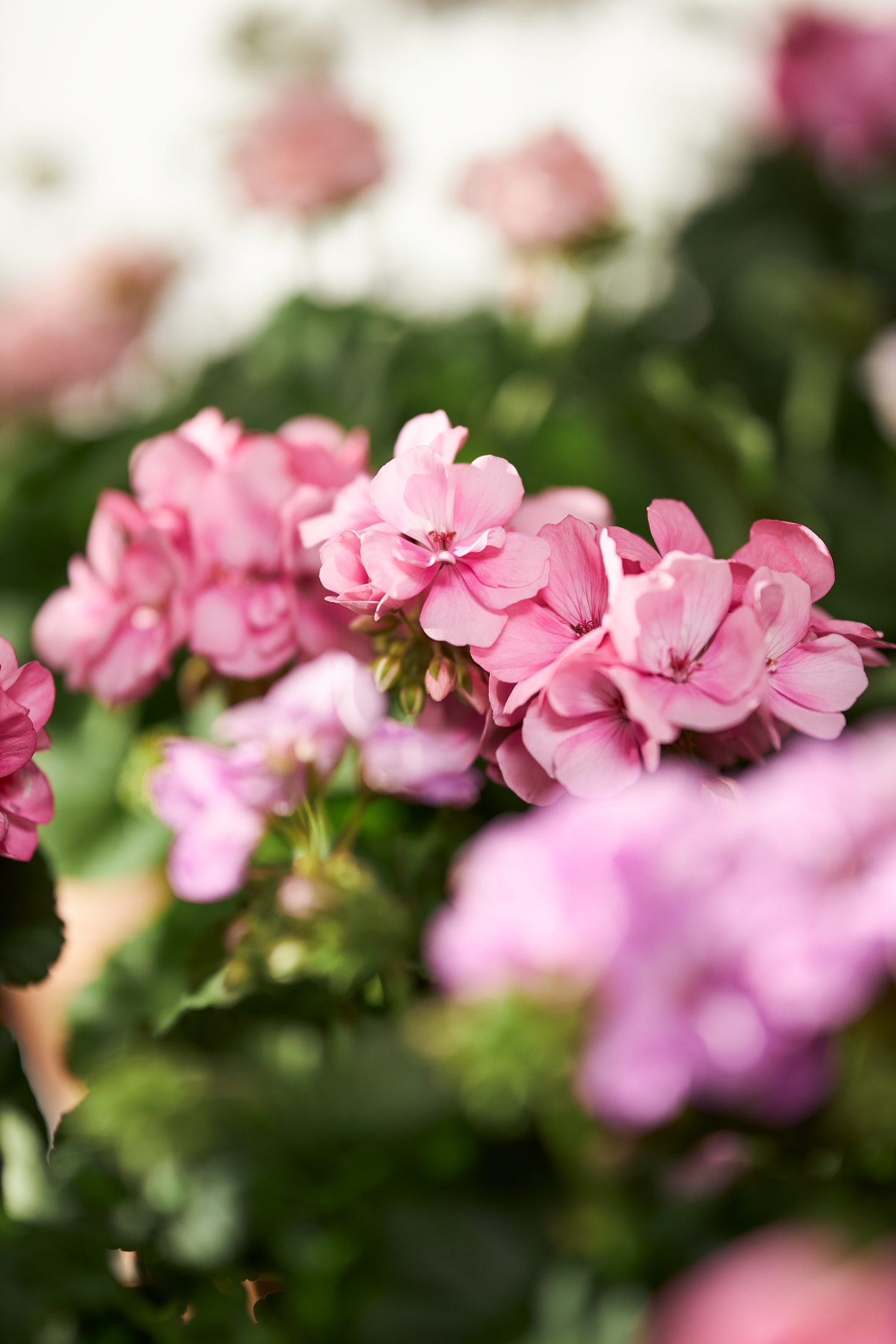Rosa blommor i närbild mot en suddig bakgrund av gröna blad.