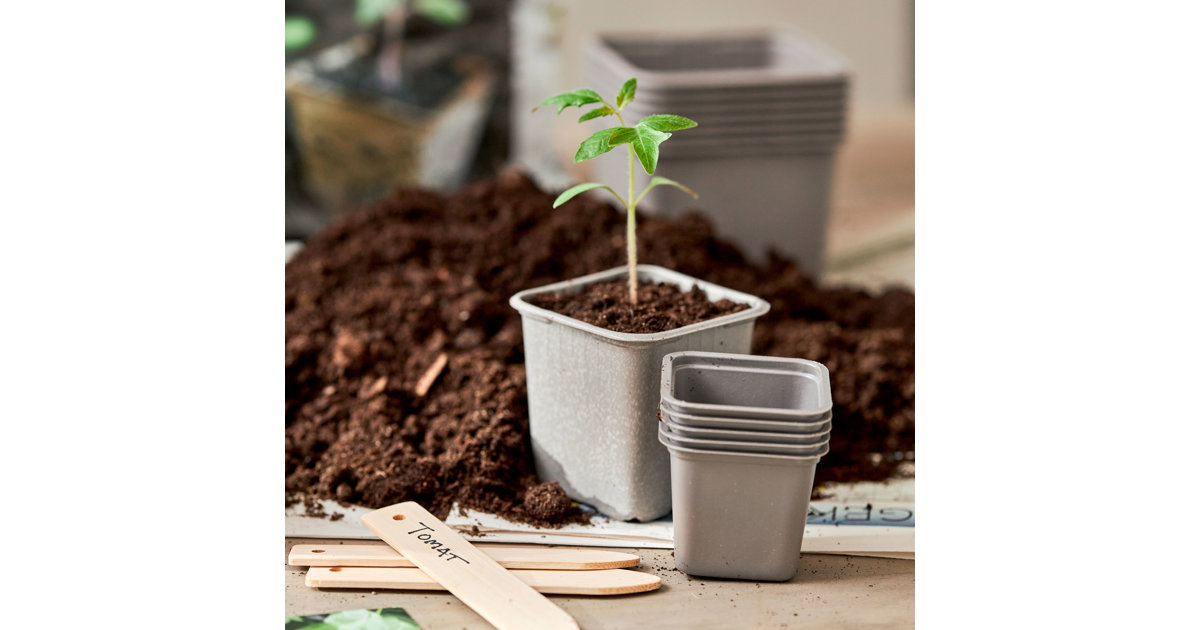 Plantera om dina tomatplantor | Blomsterlandet