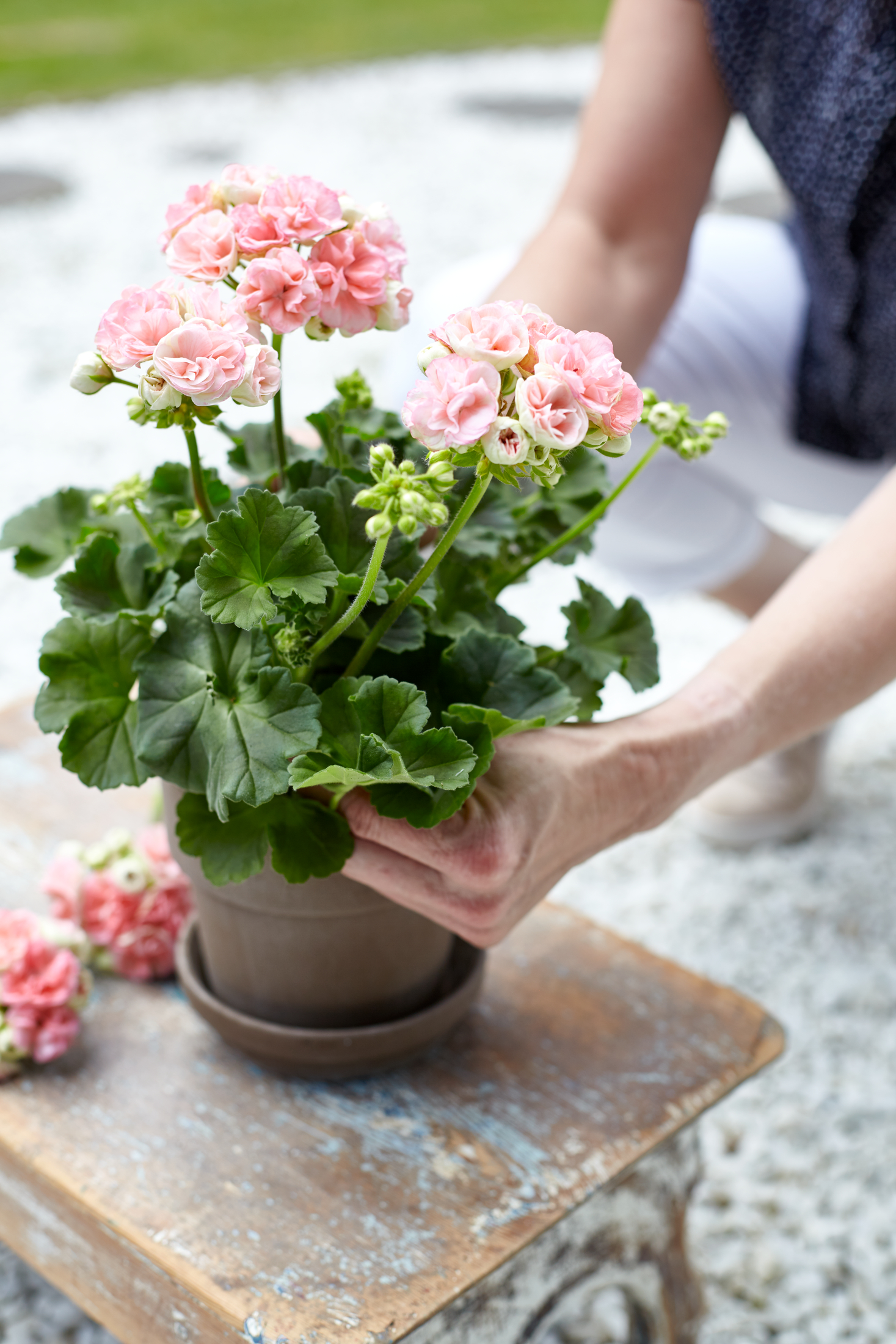 En person placerar en krukväxt med rosa pelargoner på ett slitet träbord utomhus.
