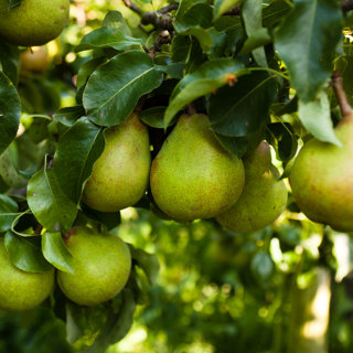Päronträd 'Augustipäron' Pyrus communis 3-4 års träd 220-270 cm