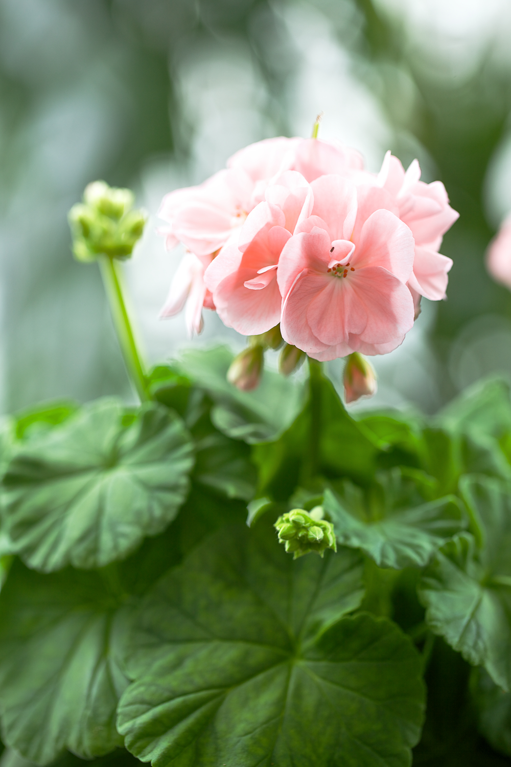 En rosa pelargonblomma med gröna blad i bakgrunden.