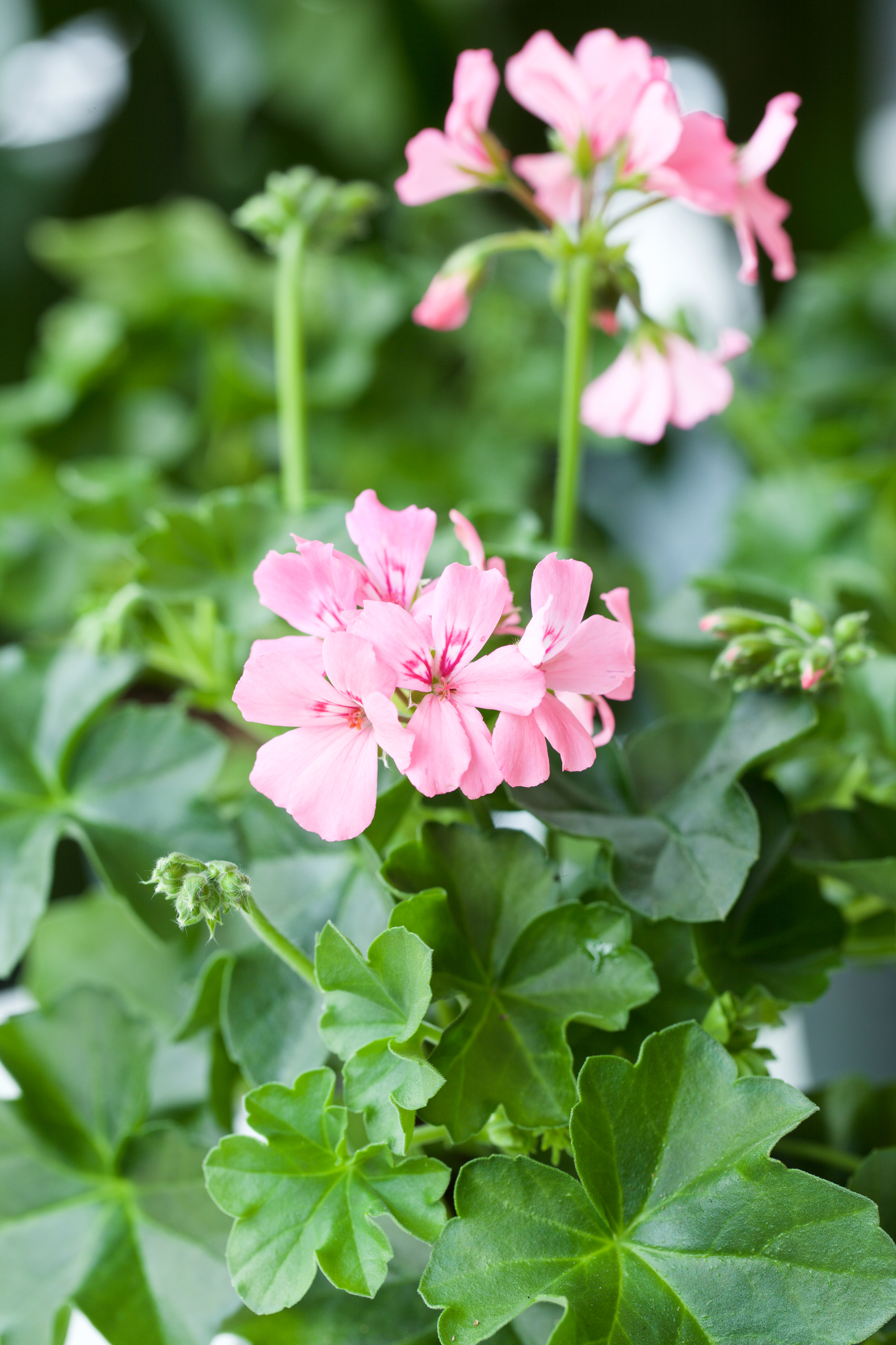 En närbild av rosa pelargonblommor med gröna blad i bakgrunden.