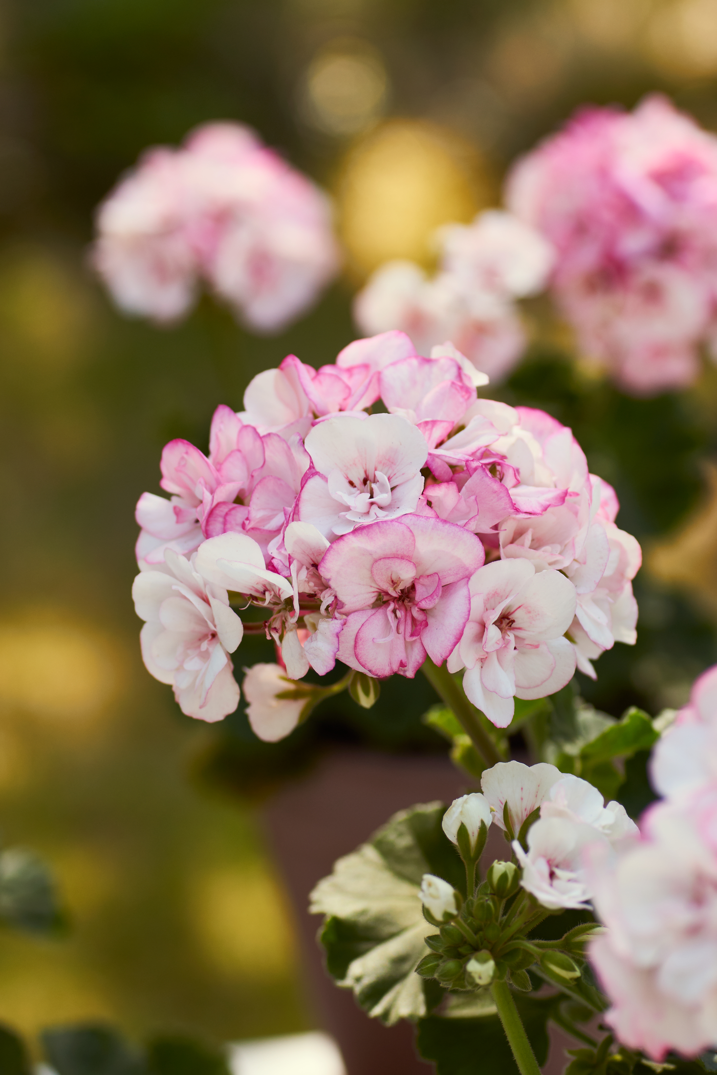 Närbild på en rosa och vit pelargonblomma mot en suddig bakgrund.