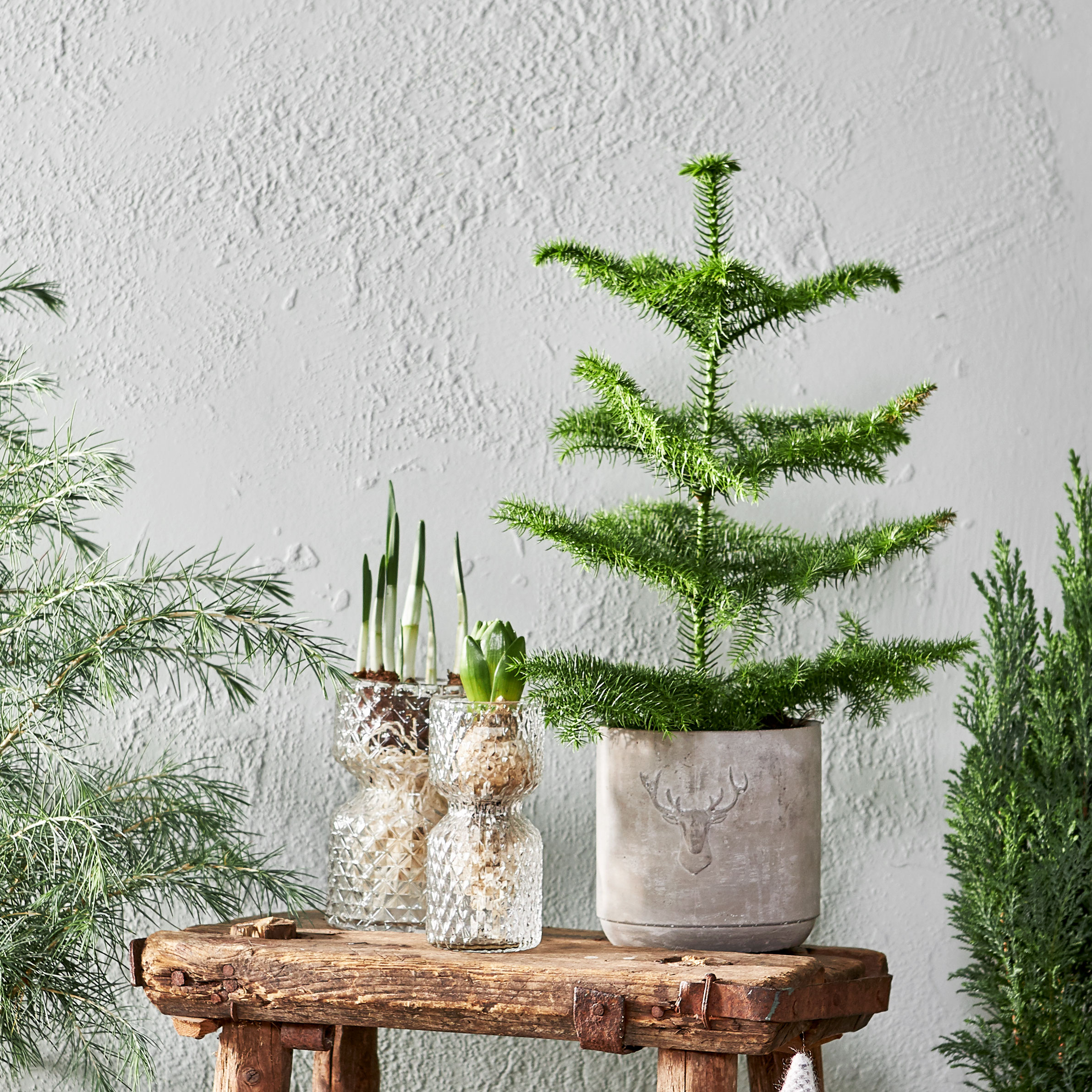 Rumsgran perfekt som liten julgran! Blomsterlandet