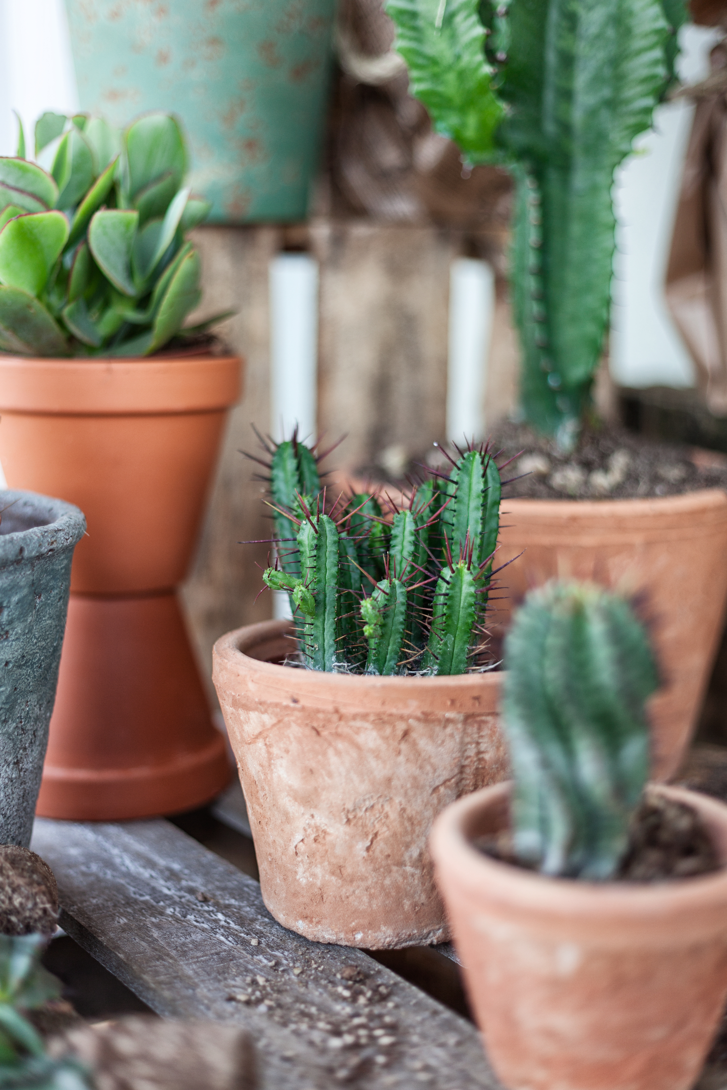 korbmarante stellt bltter auf Korbmarante 'Medaillon' - Calathea medaillon