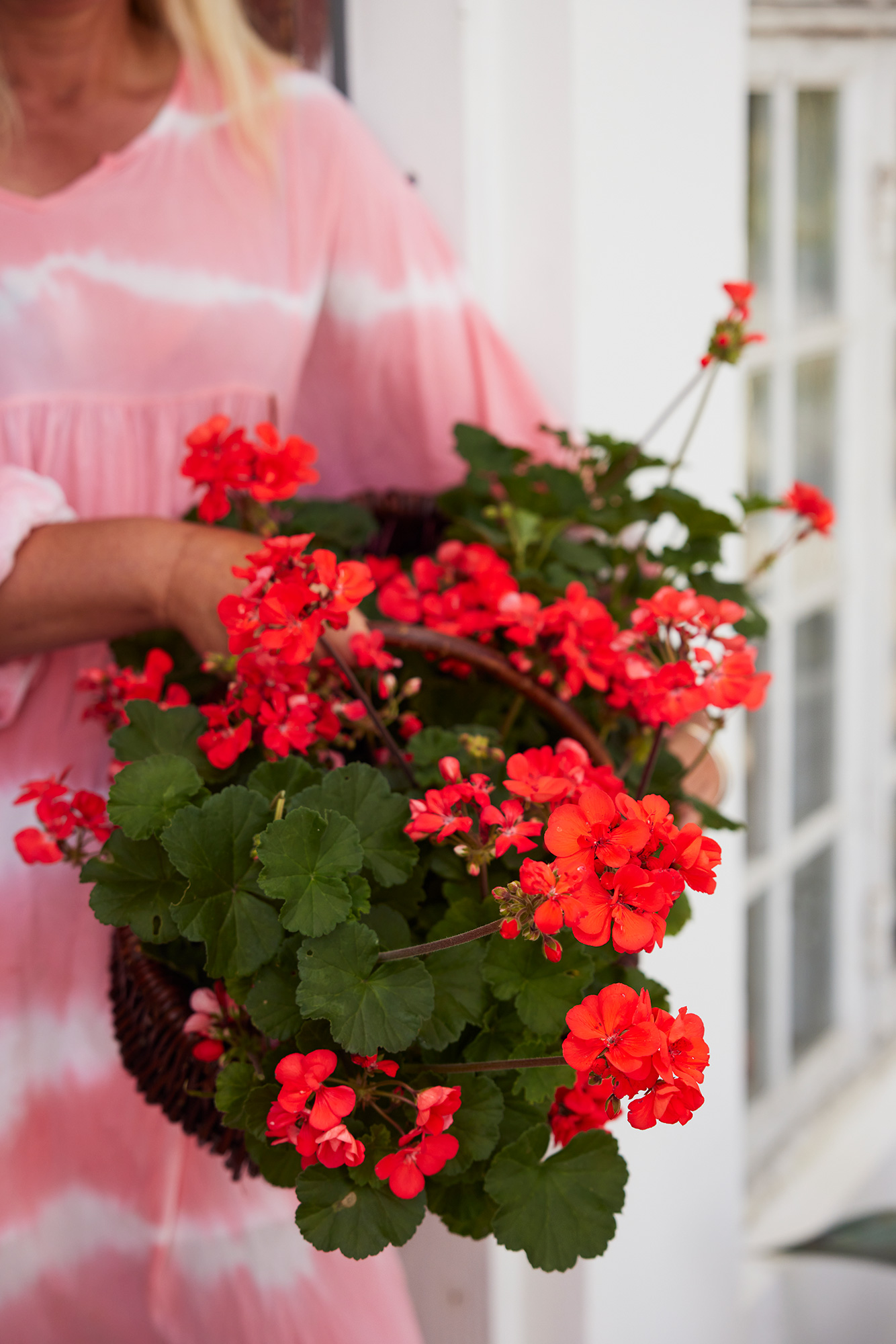 En person i en rosa klänning håller en korg fylld med röda pelargonier.