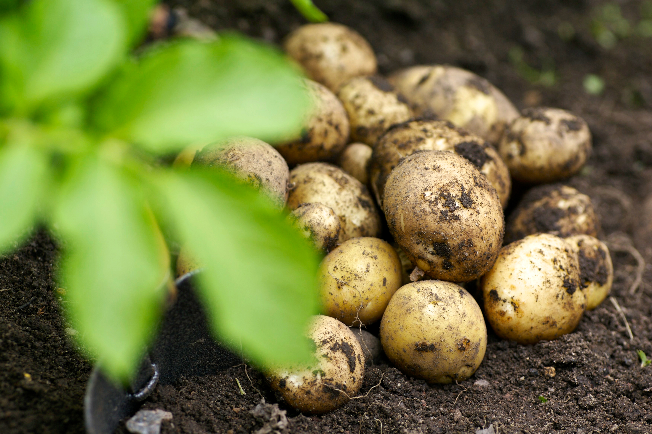 Картофель первого урожая. Картофель. Картошка в огороде. Картофель куст. Урожай картофеля.
