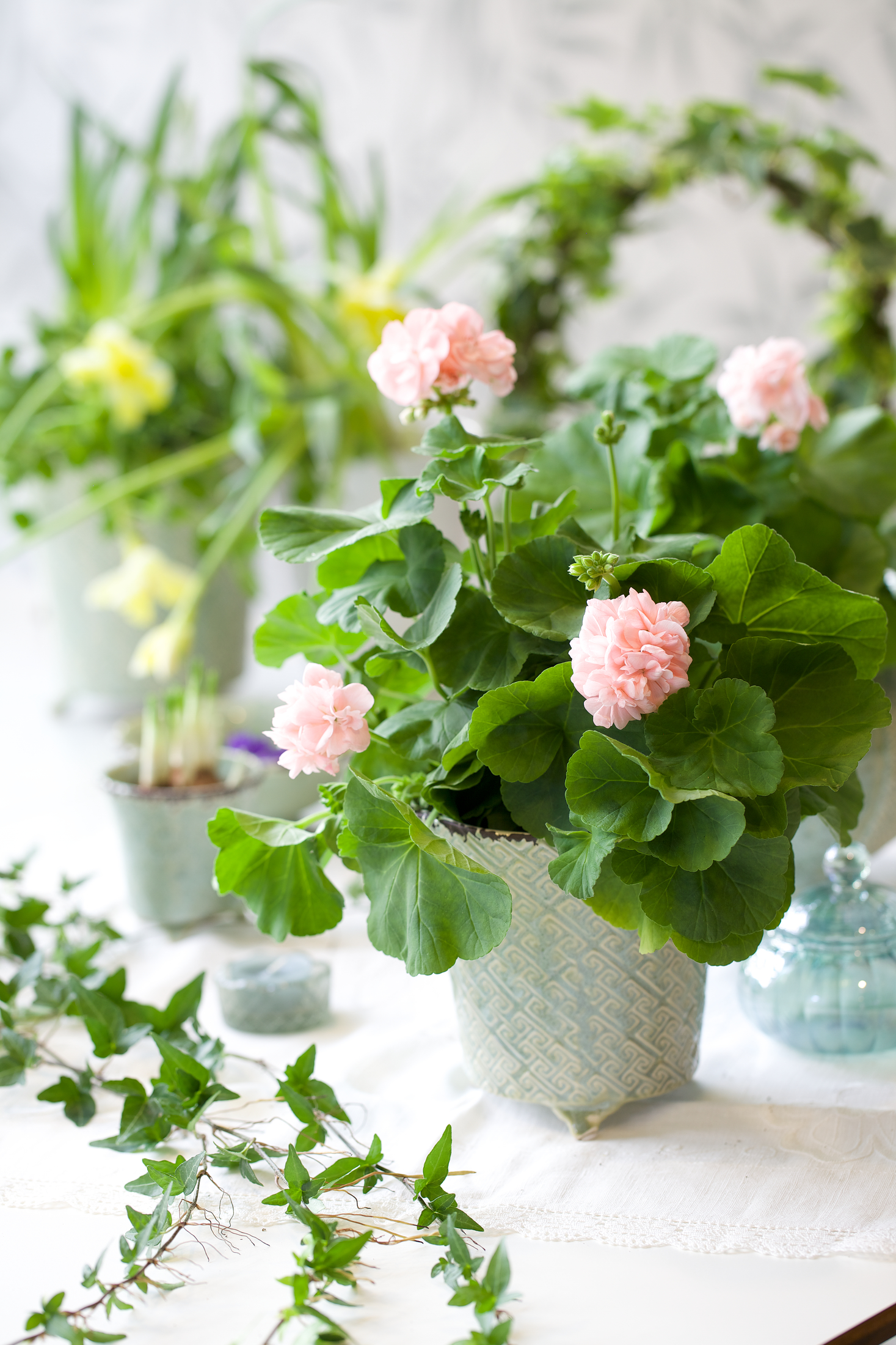 Krukväxter med rosa blommor och gröna blad står på ett ljust bord med andra växter i bakgrunden.