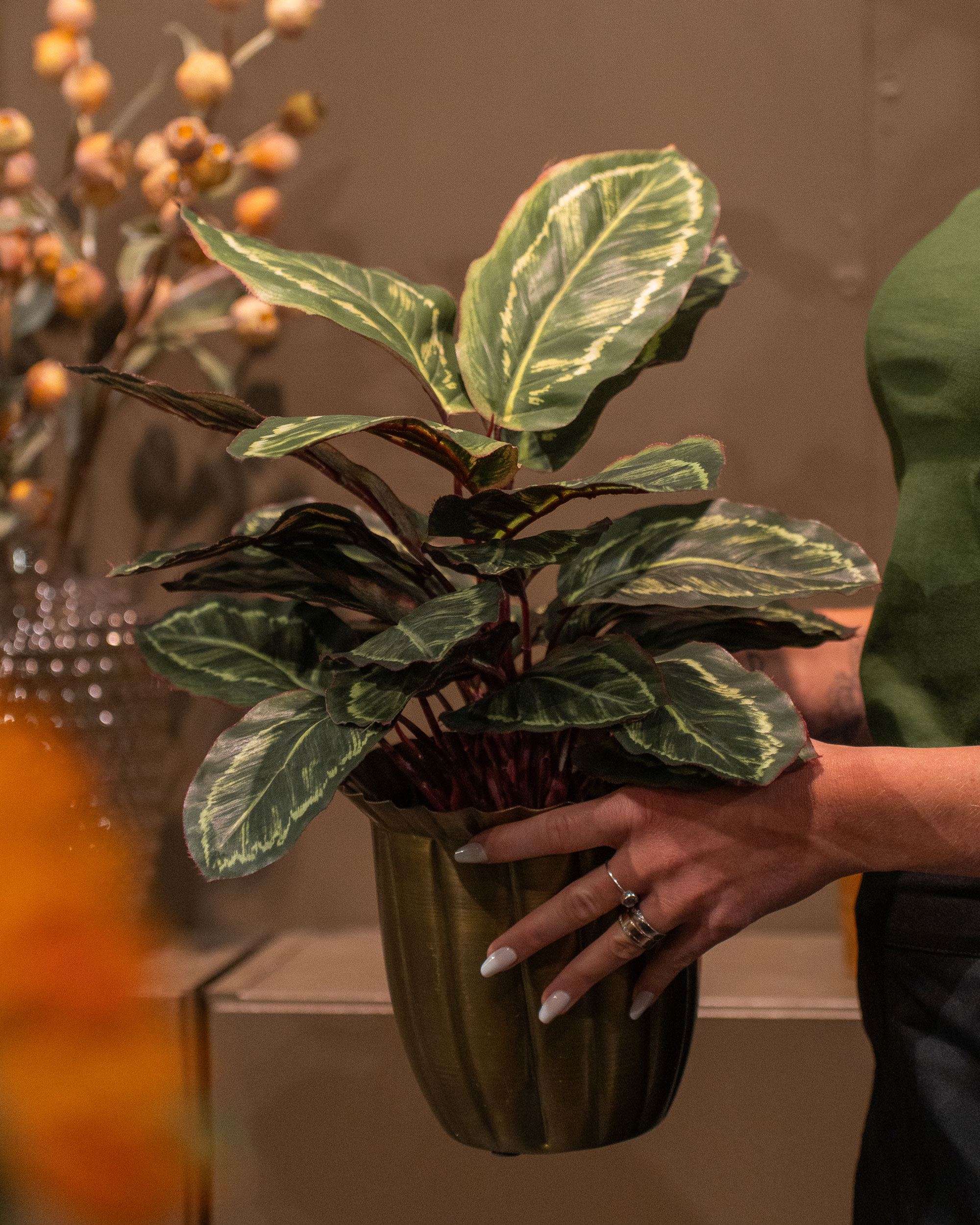 Maranta konstväxt