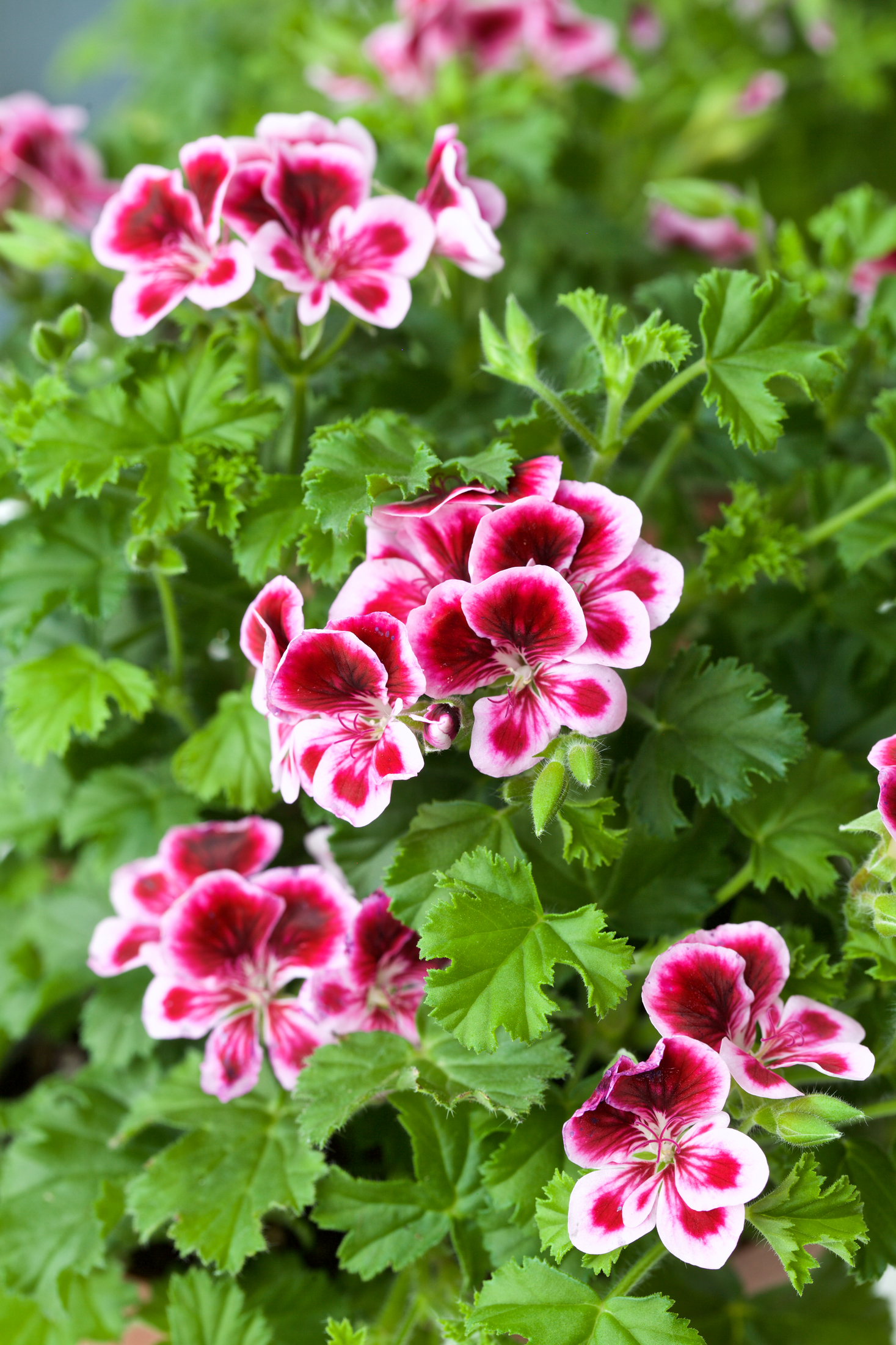 Närbild av rosa och vita pelargonblommor med gröna blad i bakgrunden.
