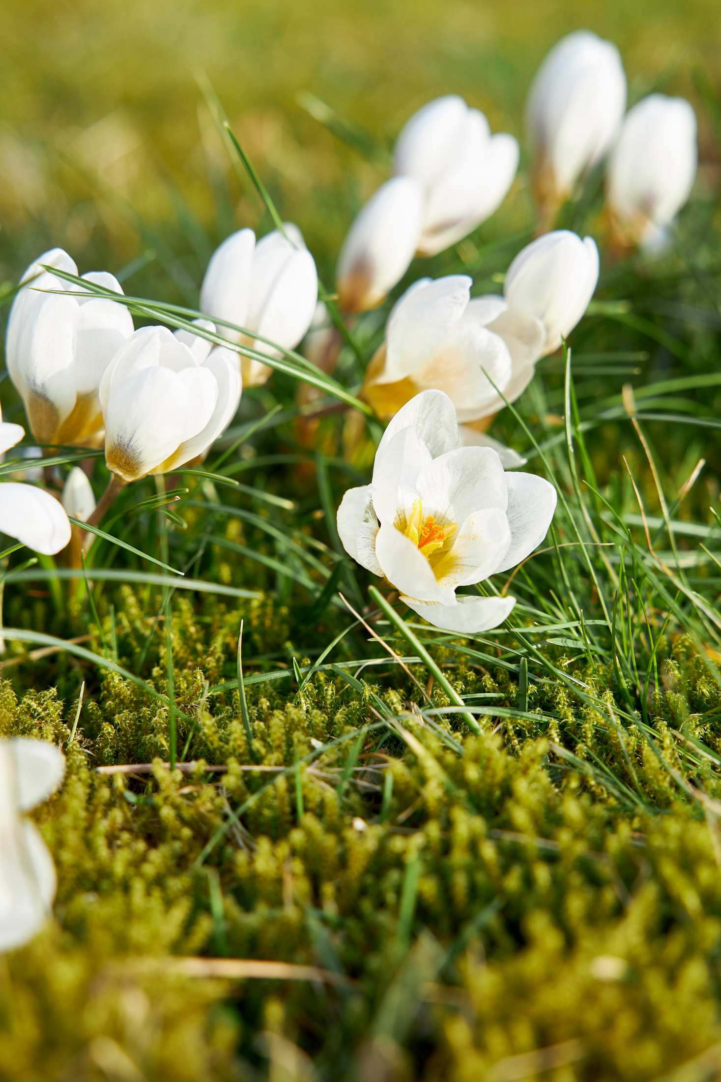 Vita krokusar som blommar i gräset.