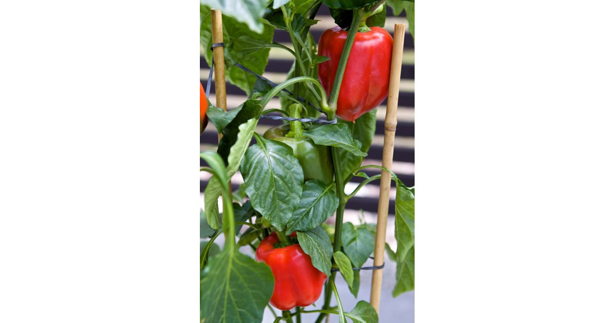 Paprika, röd