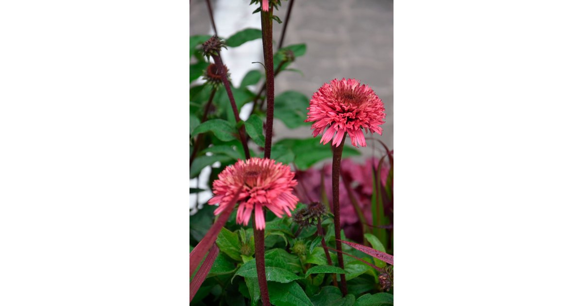 Röd solhatt Rosa