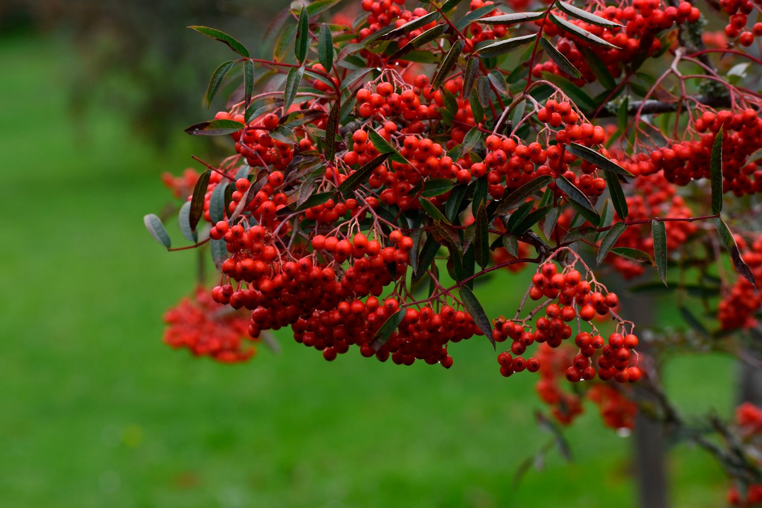 Japansk rönn 'Carmencita'