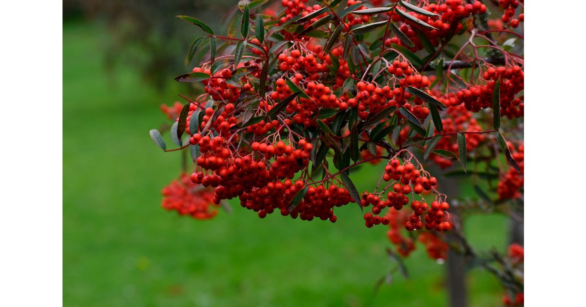 Japansk rönn 'Carmencita'