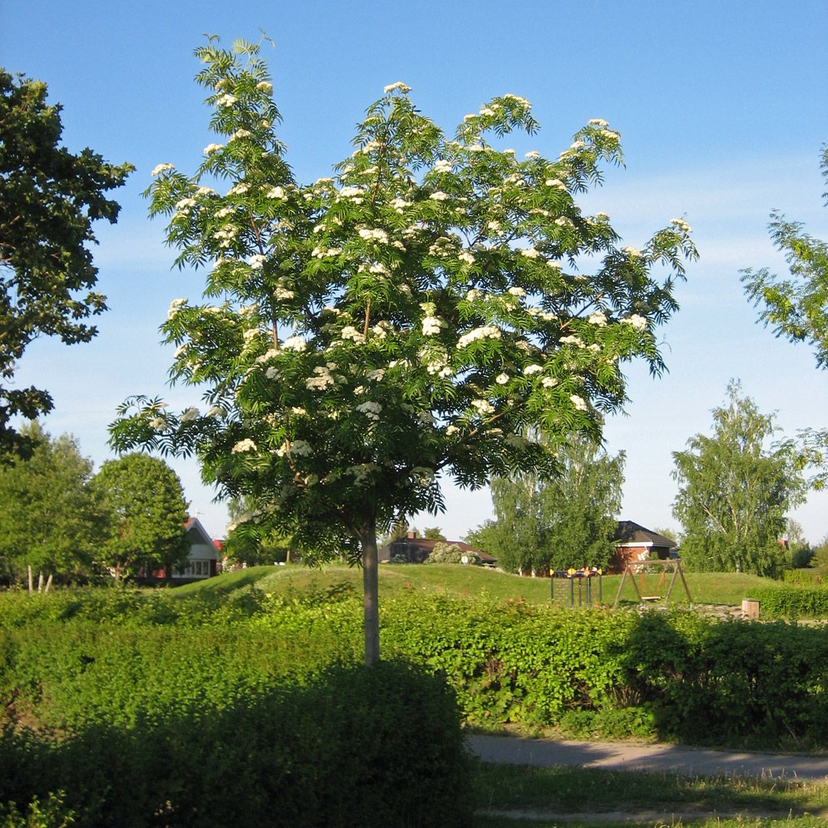 ullungr-nn-dodong