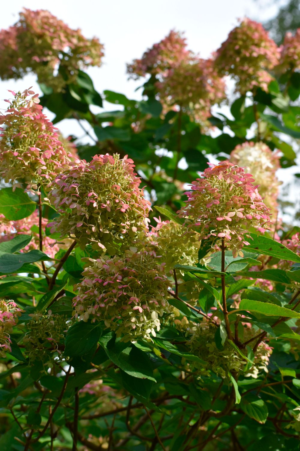 syrenhortensia-grandiflora