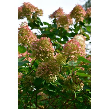 Syrenhortensia Grandiflora syrenhortensia-grandiflora