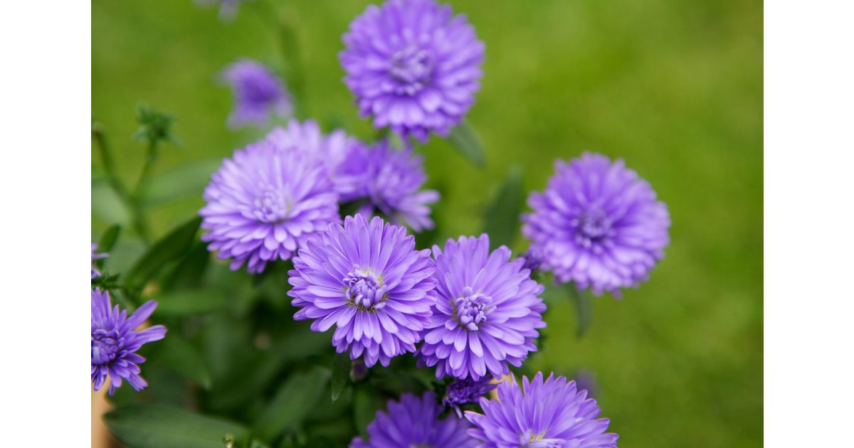 Höstaster 'Blaue Nachhut'