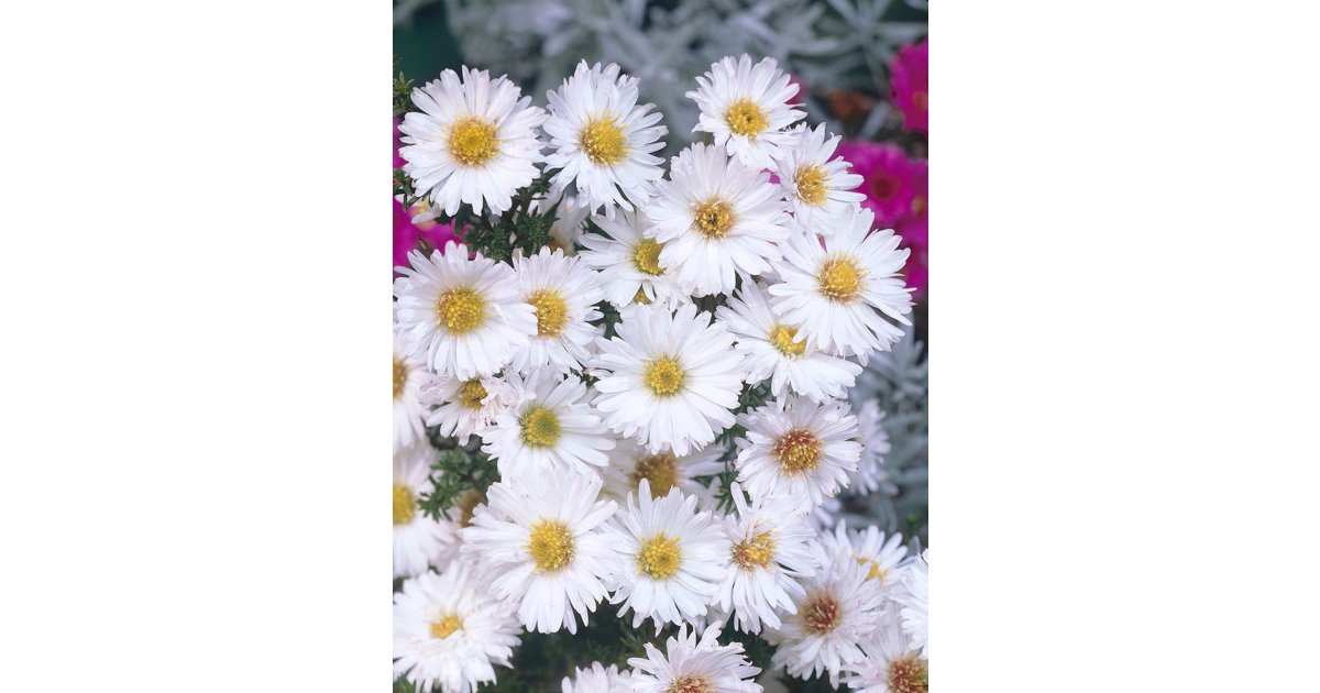 Höstaster 'Weisser Elephant'