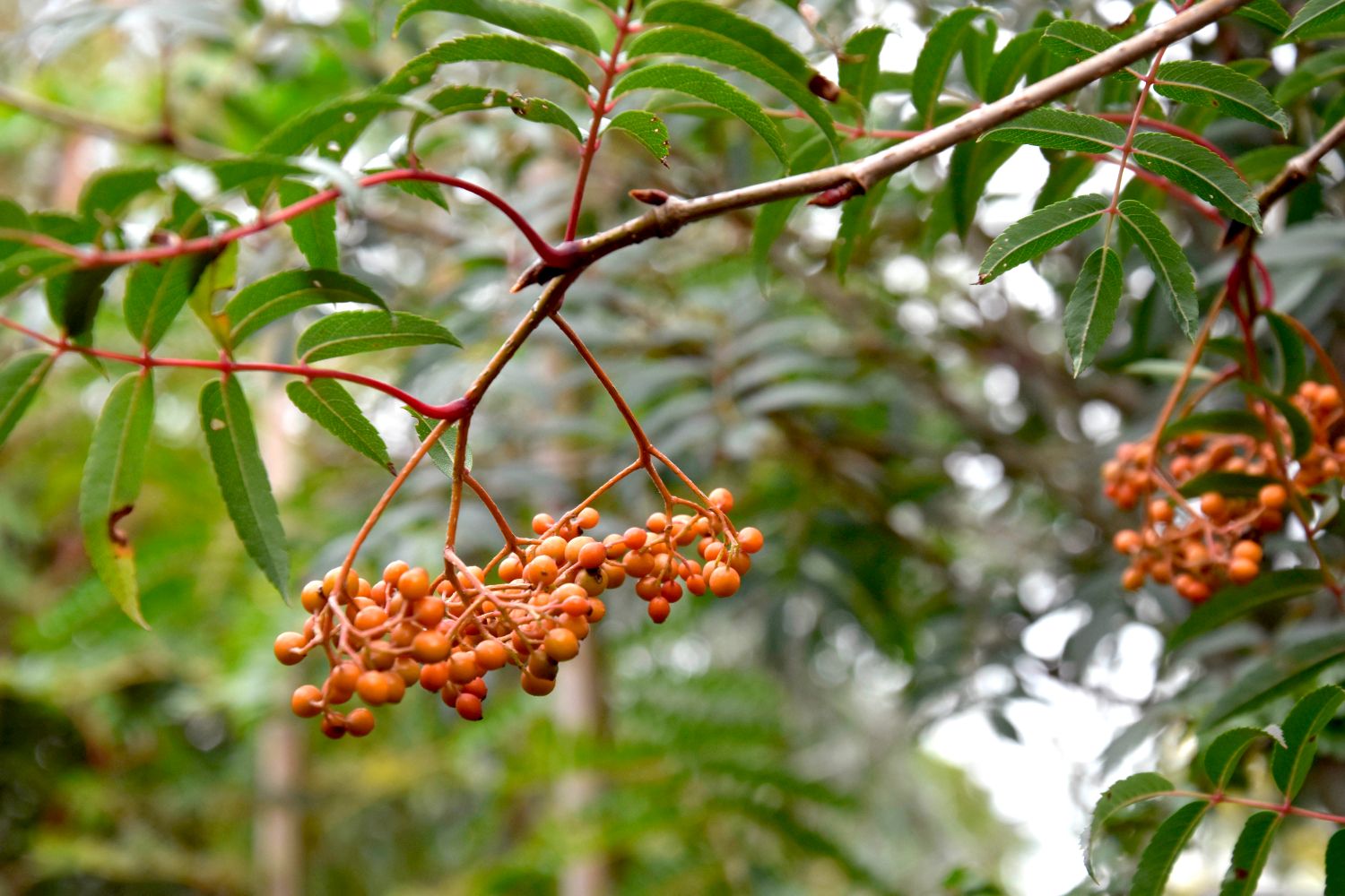 Japansk rönn 'Carmencita' E