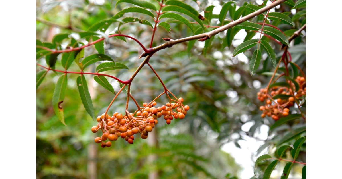 Japansk rönn 'Carmencita' E