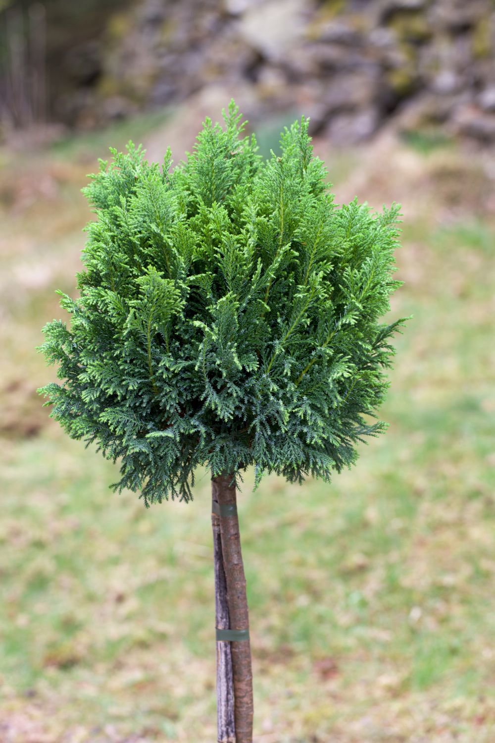 Cypress Blomsterlandet () Cypress Blomsterlandet