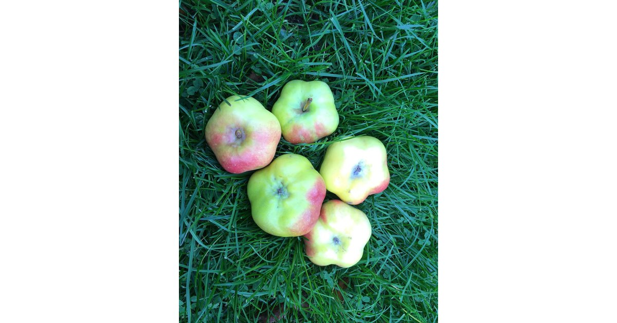Äpple 'Apistar'