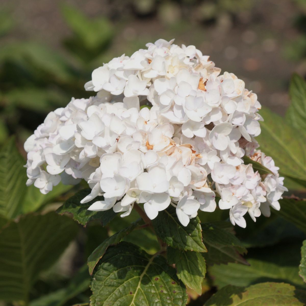 Endless shop summer hortensia
