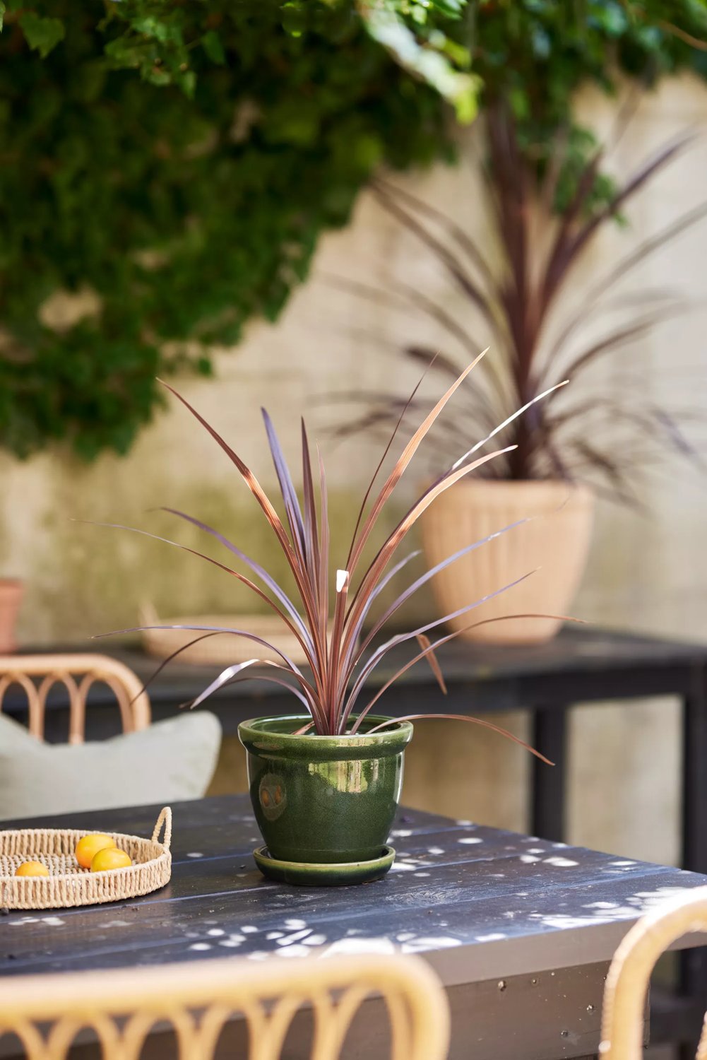 Produktbild på Syddracena 'Red Star'