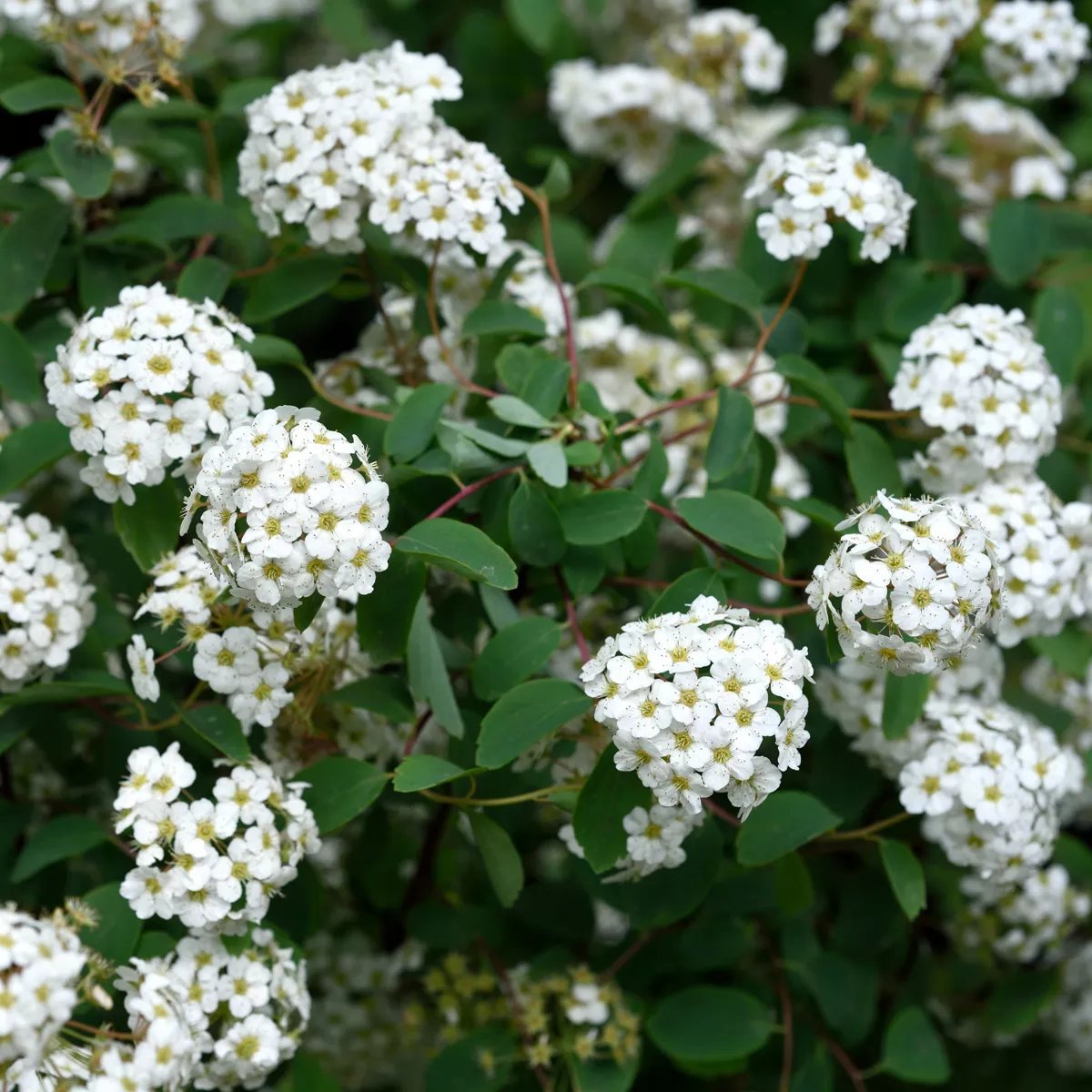 bukettspirea-1-liter-20-30-cm
