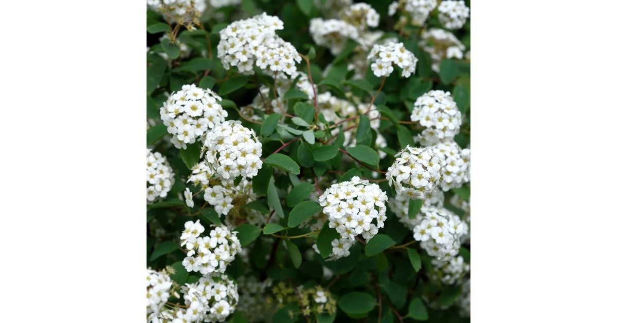 Bukettspirea 1 Liter 20 30 Cm bukettspirea-1-liter-20-30-cm